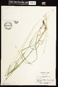 Bouteloua curtipendula image