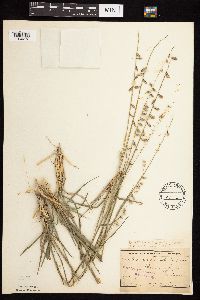 Bouteloua curtipendula image
