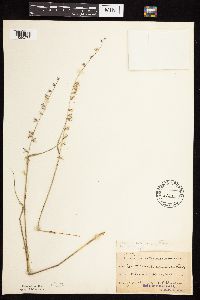 Bouteloua curtipendula image