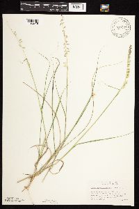 Bouteloua curtipendula image