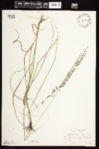 Bouteloua curtipendula image