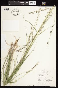 thumbnail image of current specimen