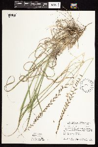 Bouteloua curtipendula image