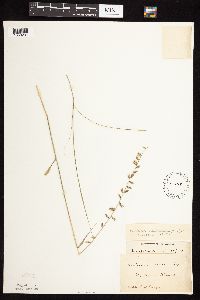 Bouteloua curtipendula image