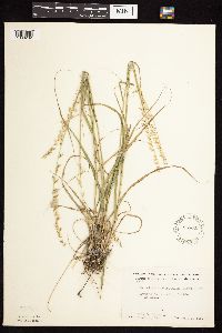 Bouteloua curtipendula image