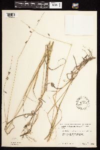 Bouteloua curtipendula image