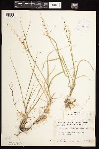 thumbnail image of current specimen