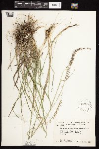 Bouteloua curtipendula image