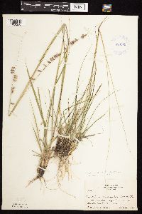 Bouteloua curtipendula image