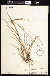 Bouteloua curtipendula image