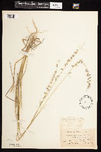 Bouteloua curtipendula image