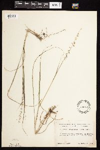 Bouteloua curtipendula image