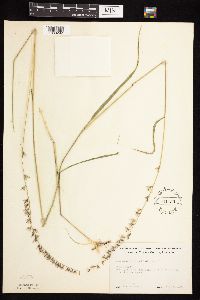 Bouteloua curtipendula image