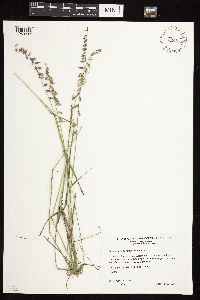 Bouteloua curtipendula var. curtipendula image