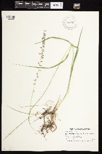 Bouteloua curtipendula image