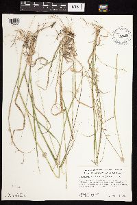 Bouteloua curtipendula image