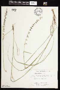 Bouteloua curtipendula image