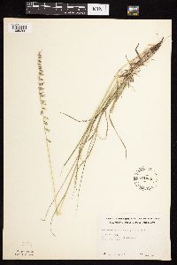 Bouteloua curtipendula image