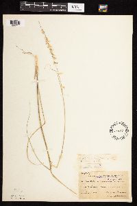 Bouteloua curtipendula image