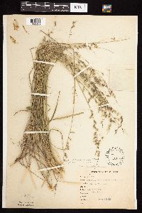 Bouteloua curtipendula image