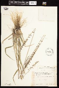 Bouteloua curtipendula image