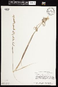 Bouteloua curtipendula image