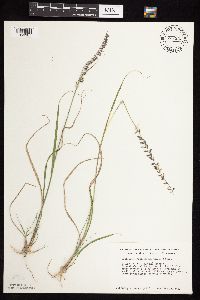 Bouteloua curtipendula image