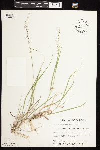 Bouteloua curtipendula image