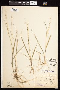 Bouteloua curtipendula image