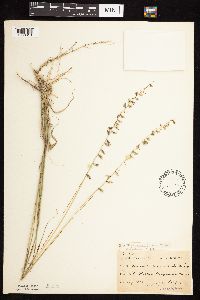 Bouteloua curtipendula image