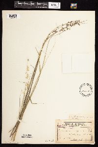 Bouteloua curtipendula image