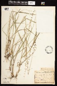 Bouteloua curtipendula image