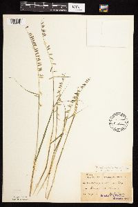 Bouteloua curtipendula image