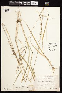 Bouteloua curtipendula image