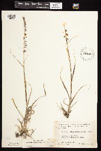 Bouteloua curtipendula image