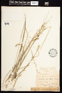 Bouteloua curtipendula image