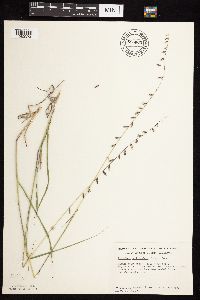 Bouteloua curtipendula image