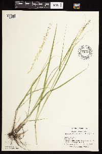 Bouteloua curtipendula image