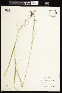 Bouteloua curtipendula image