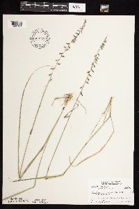 thumbnail image of current specimen