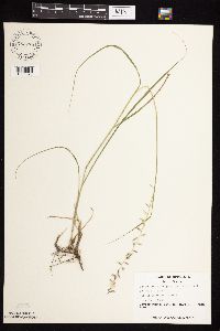 Bouteloua curtipendula image