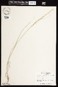 Bouteloua curtipendula image
