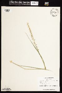 Bouteloua curtipendula image