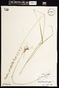 Bouteloua curtipendula image