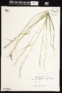 Bouteloua curtipendula image