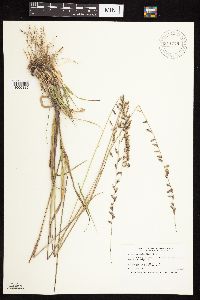 thumbnail image of current specimen