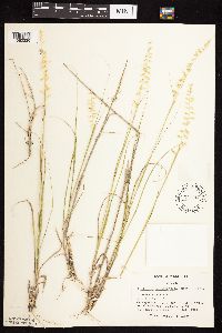 Bouteloua curtipendula image
