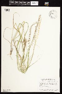 Bouteloua curtipendula image