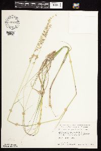 Bouteloua curtipendula image