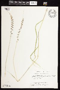 Bouteloua curtipendula image